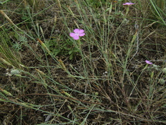 Dianthus carbonatus