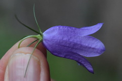 Campanula carnica
