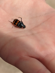 Nicrophorus marginatus