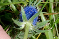 Eryngium phyteumae