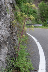 Peucedanum verticillare