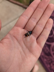 Nicrophorus marginatus