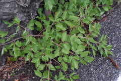 Peucedanum verticillare