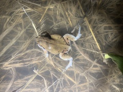 Hypopachus variolosus