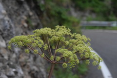 Peucedanum verticillare
