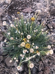 Erigeron filifolius