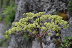 Peucedanum verticillare