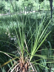 Carex alba