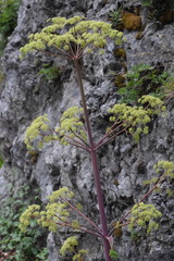 Peucedanum verticillare