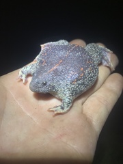 Rhinophrynus dorsalis