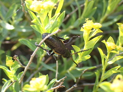 Arima marginata