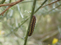 Heterogynis penella