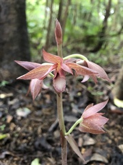 Eulophia zollingeri