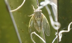 Beameria venosa