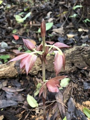 Eulophia zollingeri