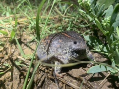 Rhinophrynus dorsalis