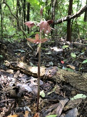 Eulophia zollingeri