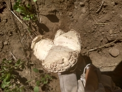 Calvatia sculpta