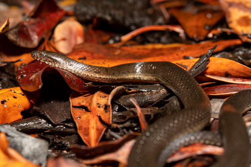 Orangebelly Swamp Snake