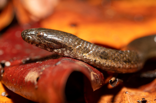 Orangebelly Swamp Snake