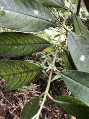 Lasianthus chinensis