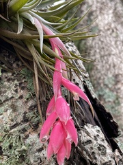 Tillandsia recurvifolia