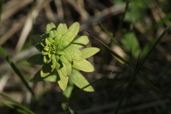 Euphorbia borodinii