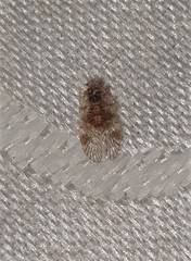 Amphipsocidae