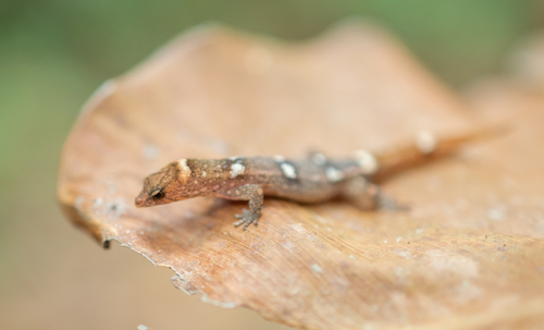 Ilha Maracá Gecko
