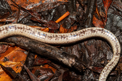 Orangebelly Swamp Snake photo 5