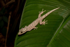 Phyllodactylus palmeus