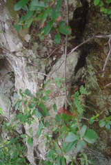 Anastrabe integerrima