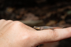 Sphaerodactylus poindexteri