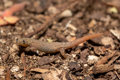 Sphaerodactylus poindexteri