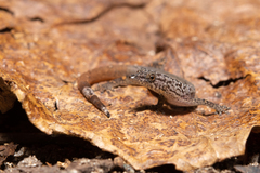 Sphaerodactylus poindexteri