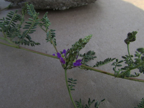 Image of Dalea bicolor by (c) Carlos Martorell, some rights reserved (CC BY)