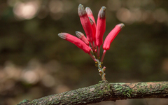 Passiflora longiracemosa