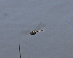 Cordulia shurtleffii