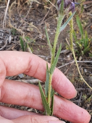 Carthamus multifidus image