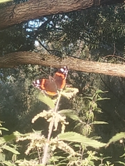 Vanessa atalanta