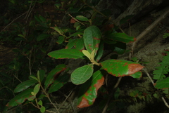 Anastrabe integerrima