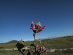 Dalea dorycnioides