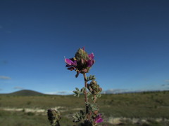 Dalea dorycnioides