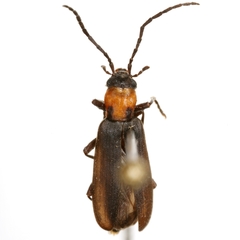 Oxycopis notoxoides