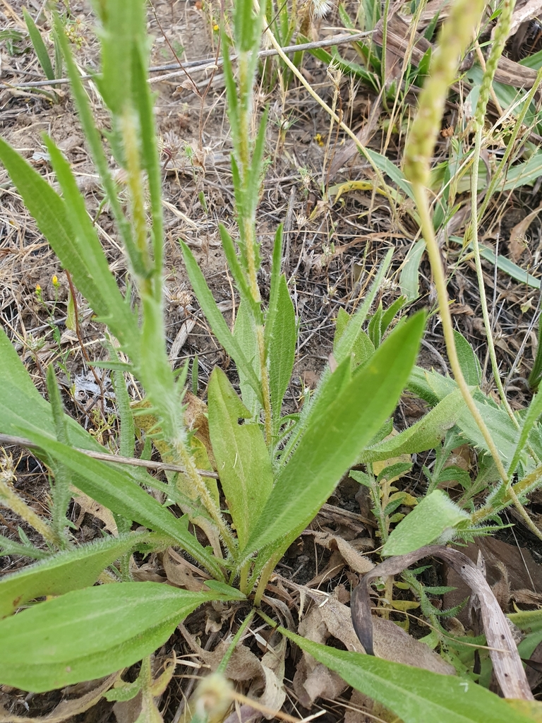 Carthamus multifidus