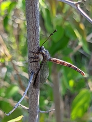 Ascaloptynx