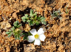 Oxalis adenodes