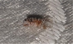 Amphipsocidae
