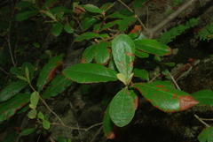 Anastrabe integerrima