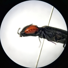 Elater decorus